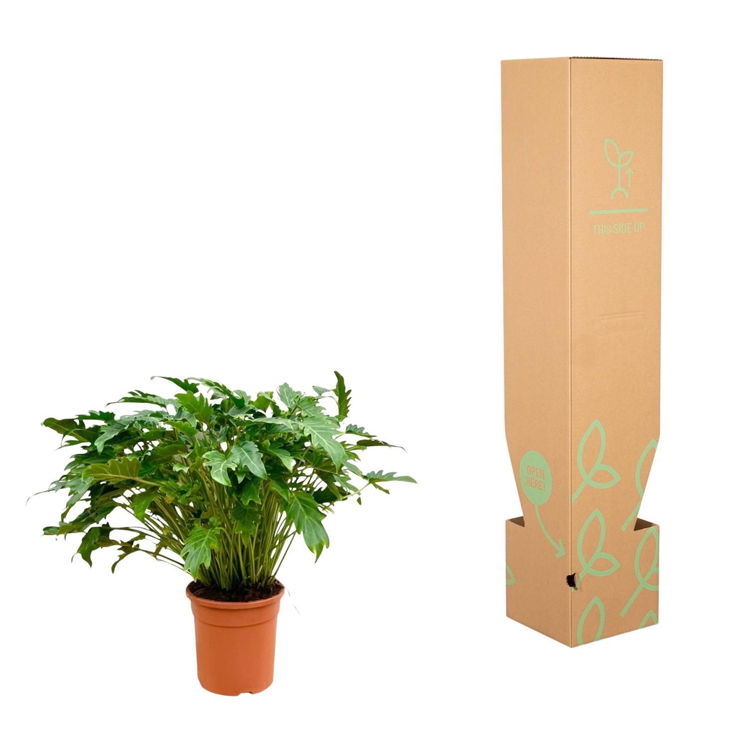Philodendron Xanadu - 80 cm - Ø27 (8721055697268)