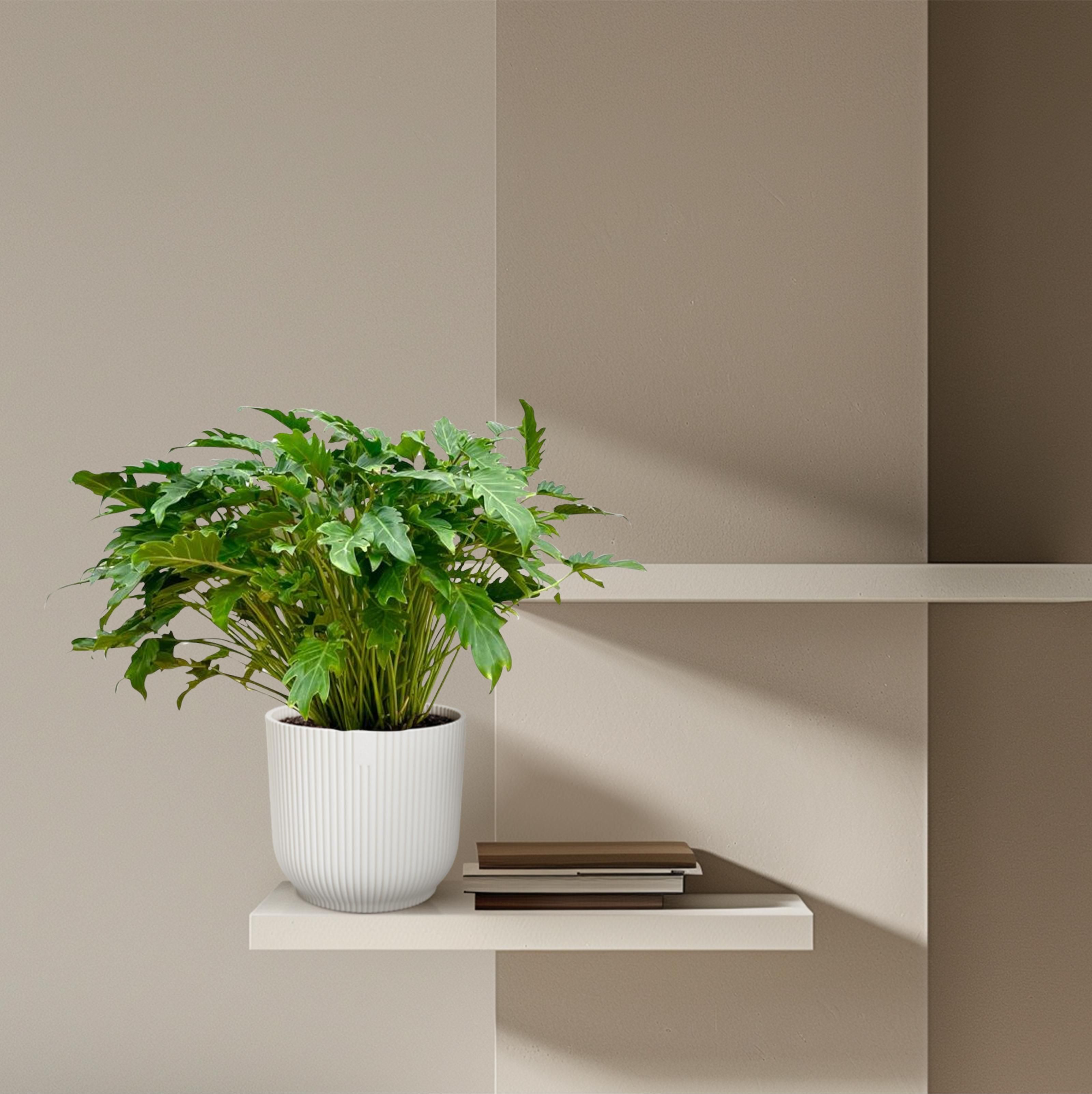 Philodendron Xanadu - 80 cm - Ø27 (8721055697268)