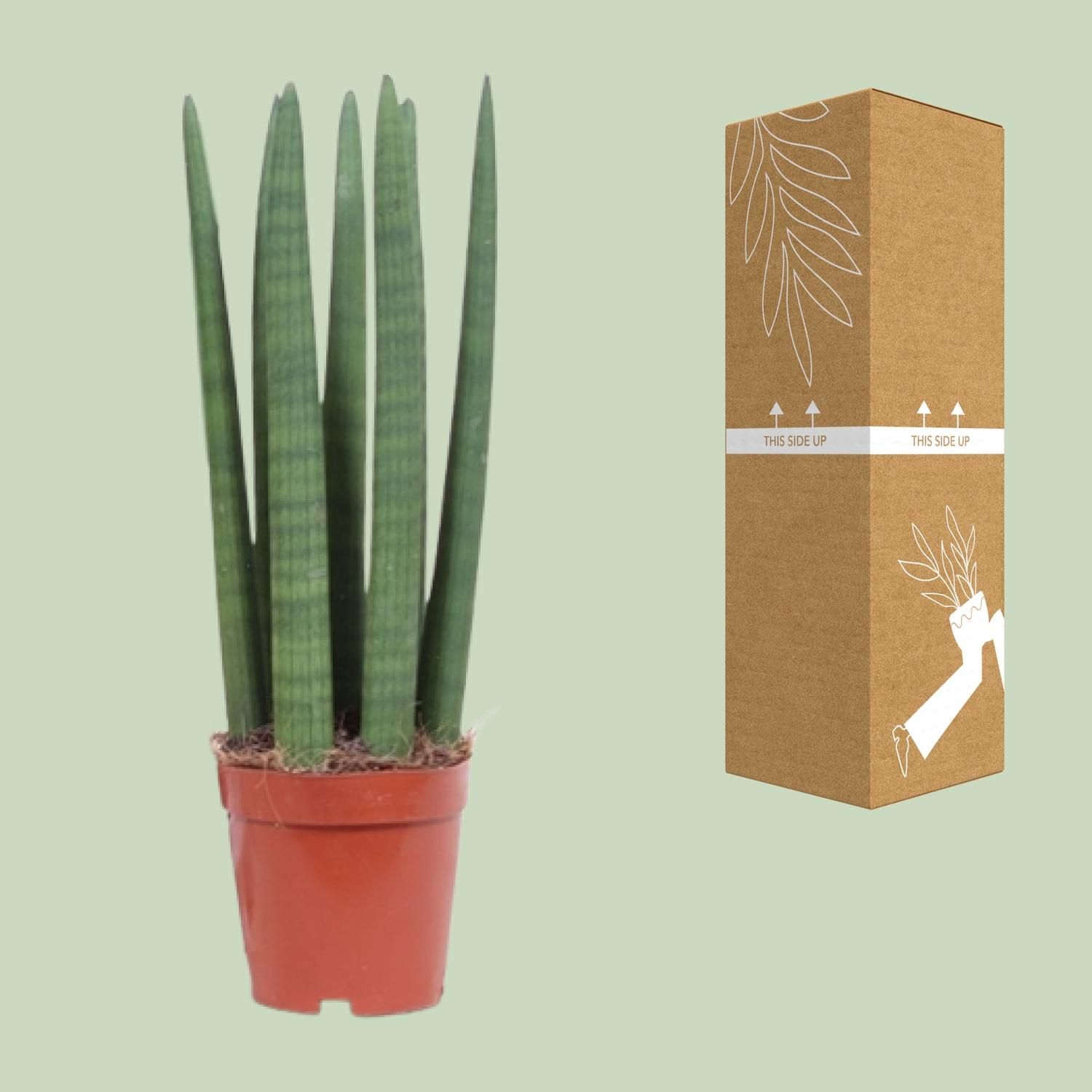 Sansevieria Straight (10113)