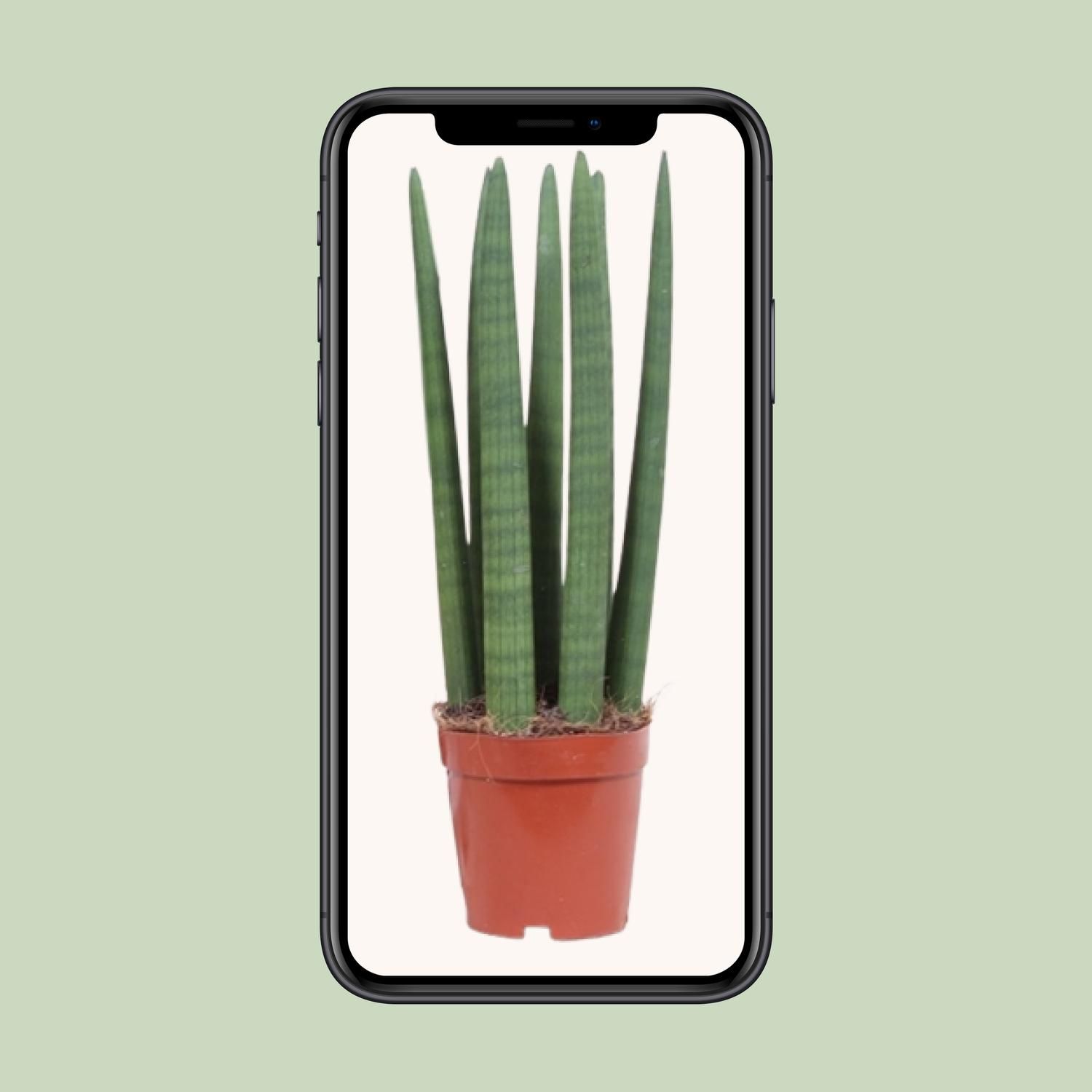 Sansevieria Straight (10113)