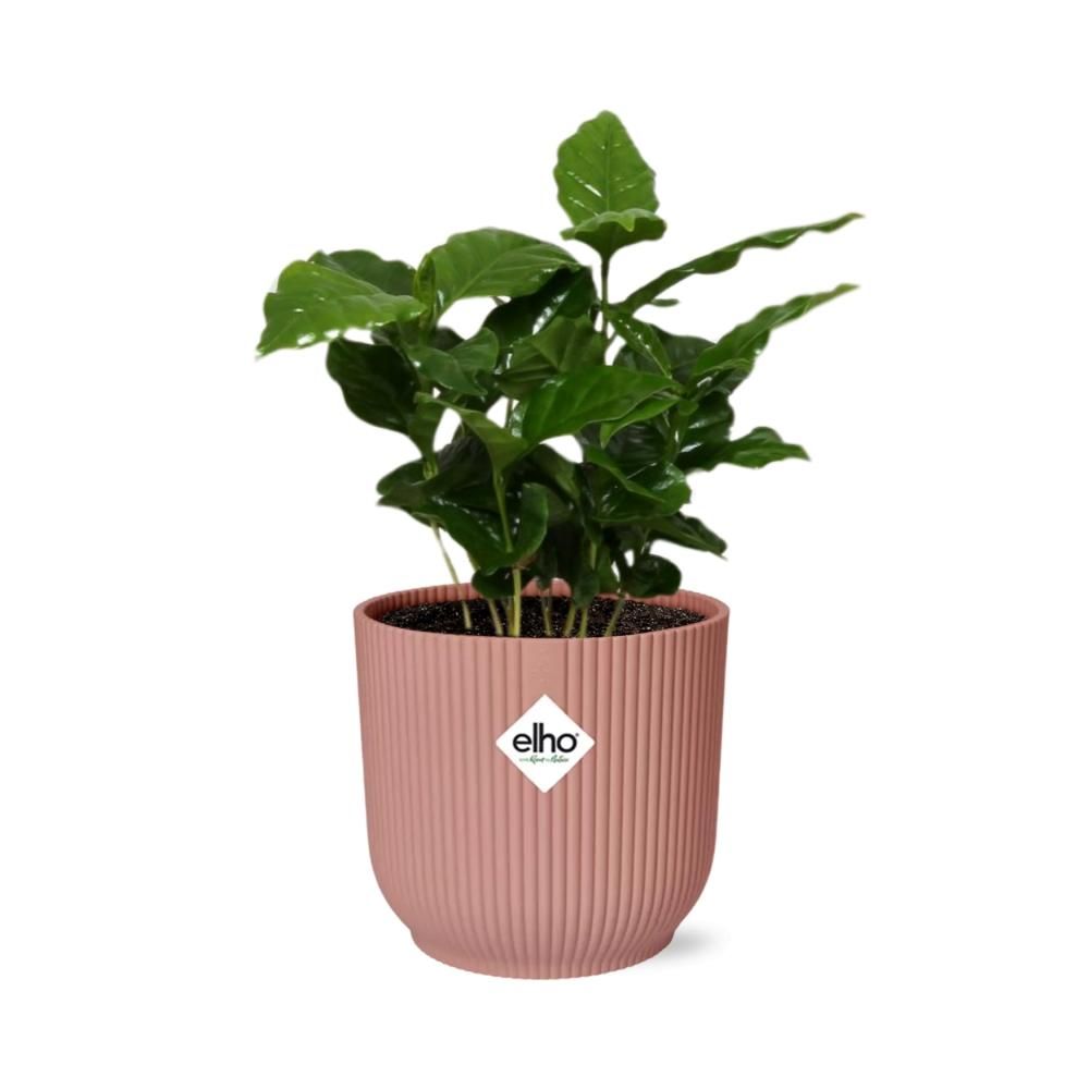 Coffea Arabica in ELHO Vibes Fold 14cm roze (21726)