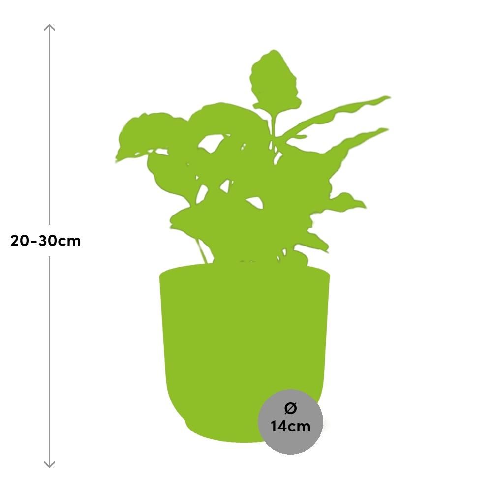 Coffea Arabica in ELHO Vibes Fold 14cm roze (21726)