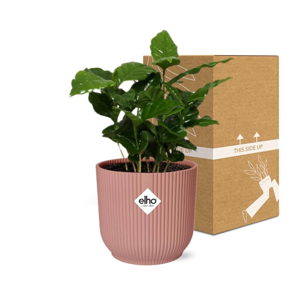 Coffea Arabica in ELHO Vibes Fold 14cm roze (21726)