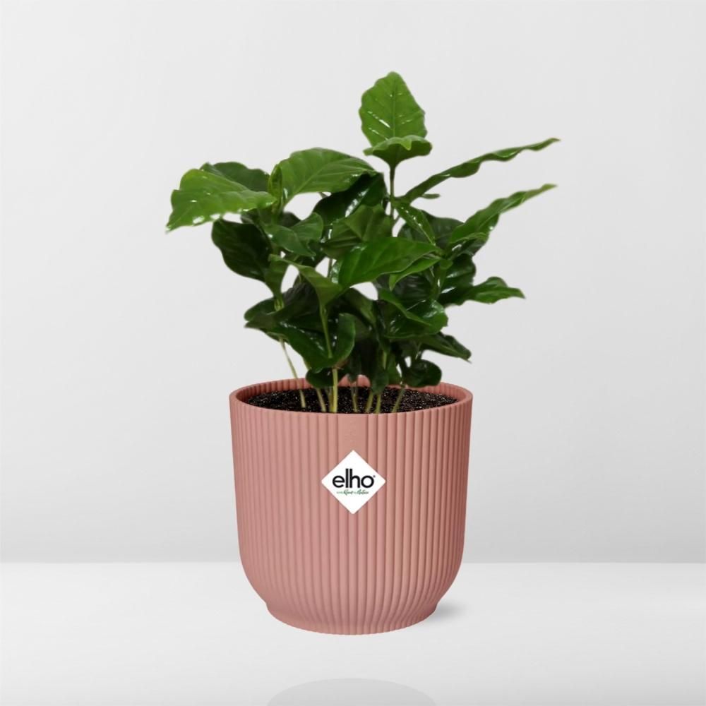 Coffea Arabica in ELHO Vibes Fold 14cm roze (21726)
