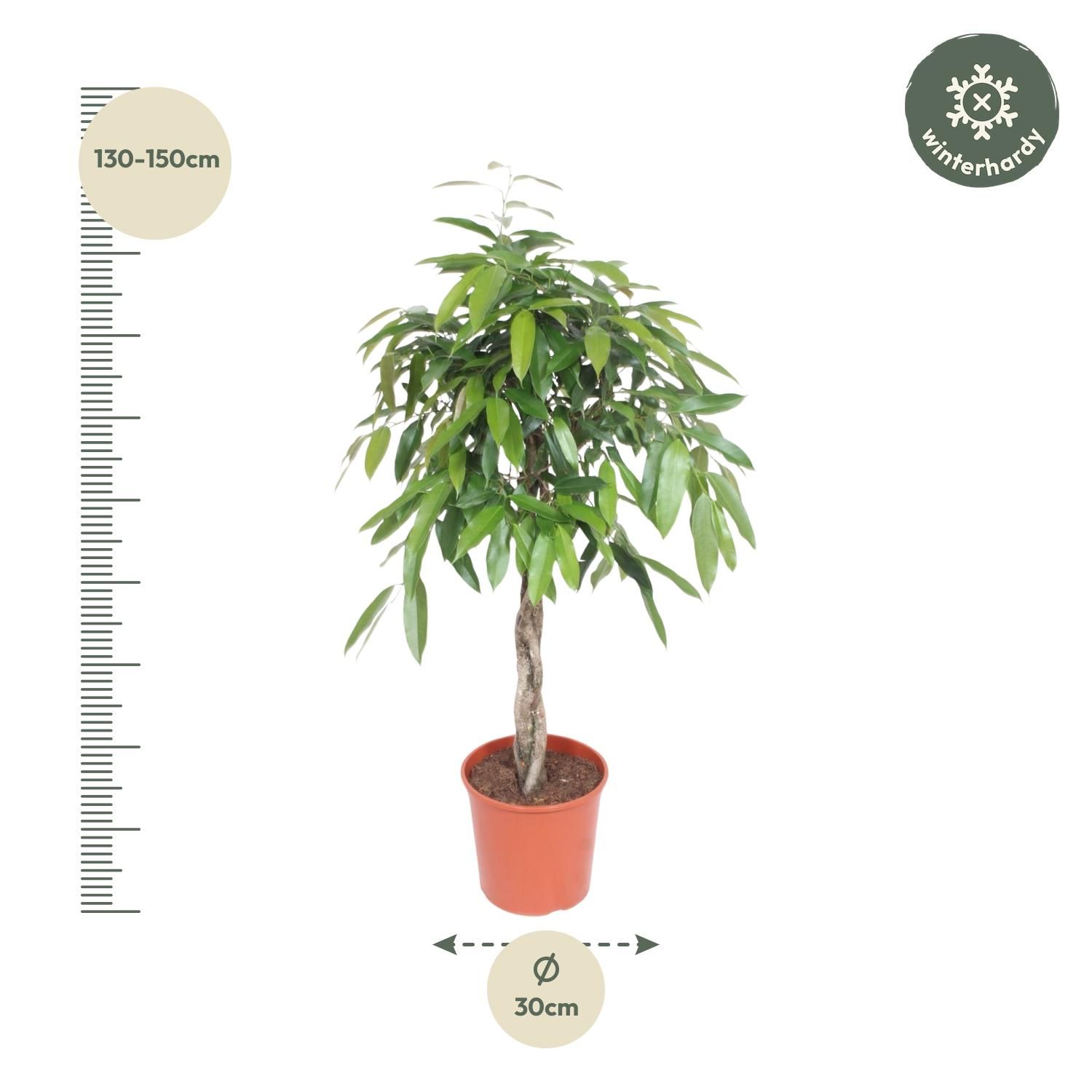 Ficus Amstel King gevlochten stam - 140 cm - ø30 (8721055690610)