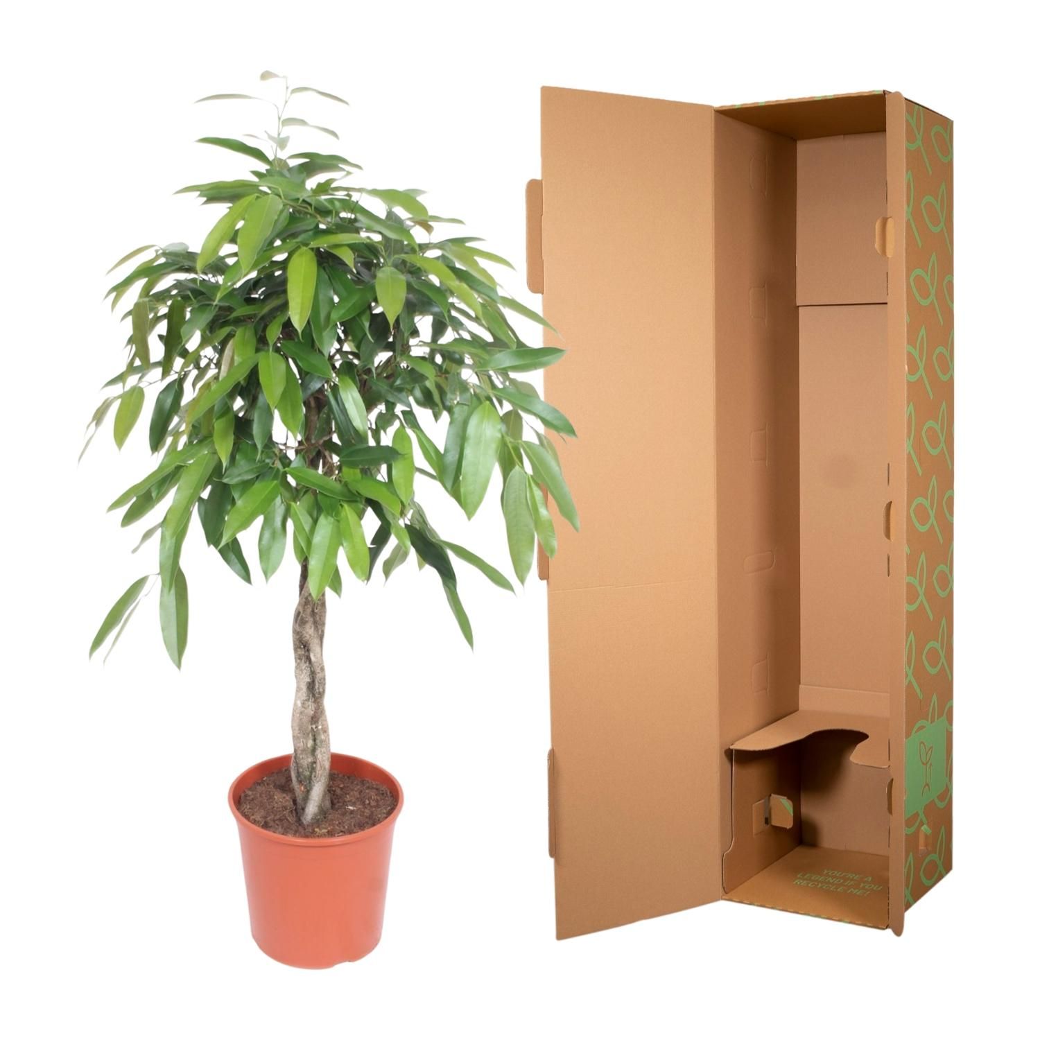 Ficus Amstel King gevlochten stam - 140 cm - ø30 (8721055690610)