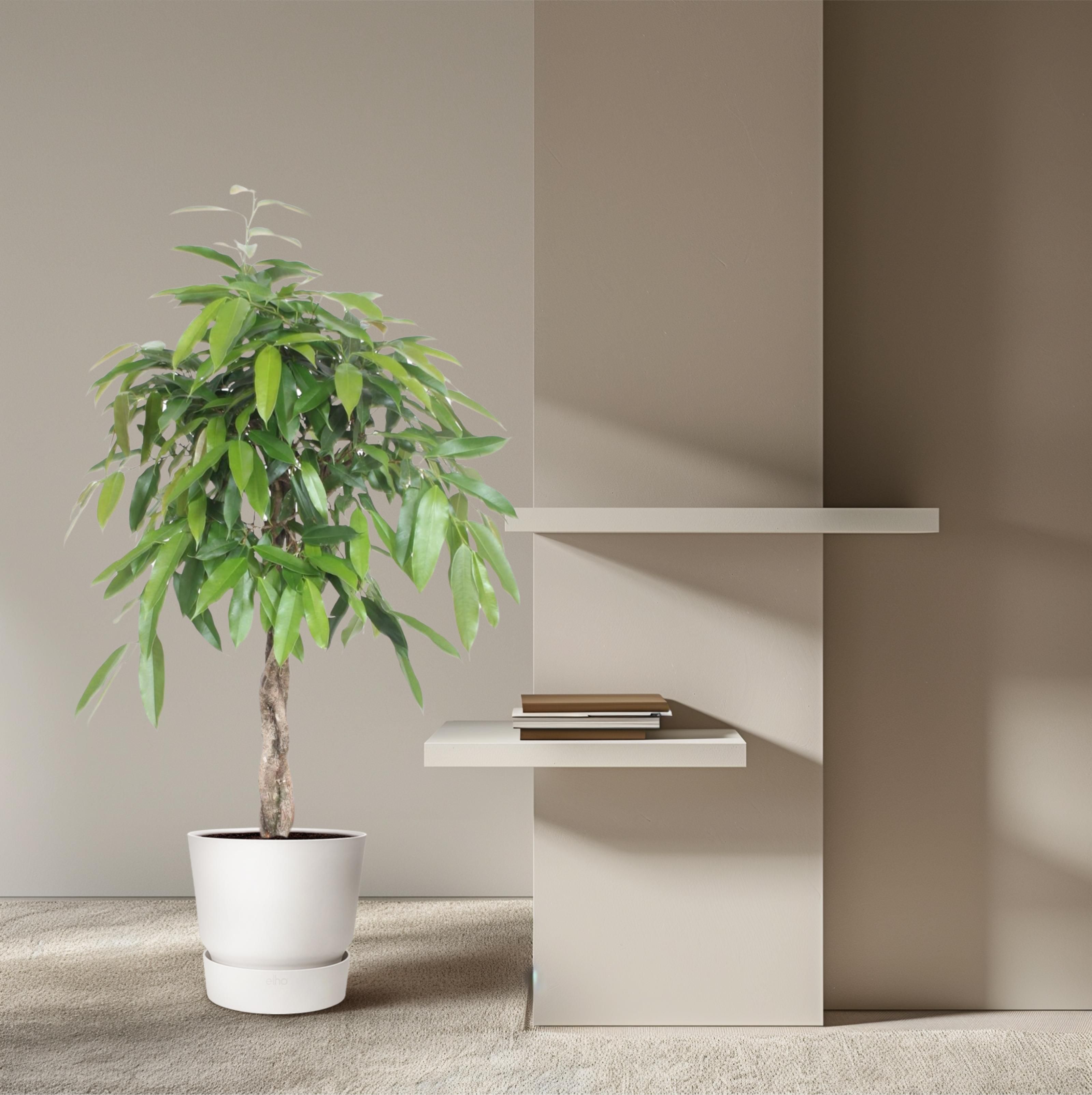 Ficus Amstel King gevlochten stam - 140 cm - ø30 (8721055690610)