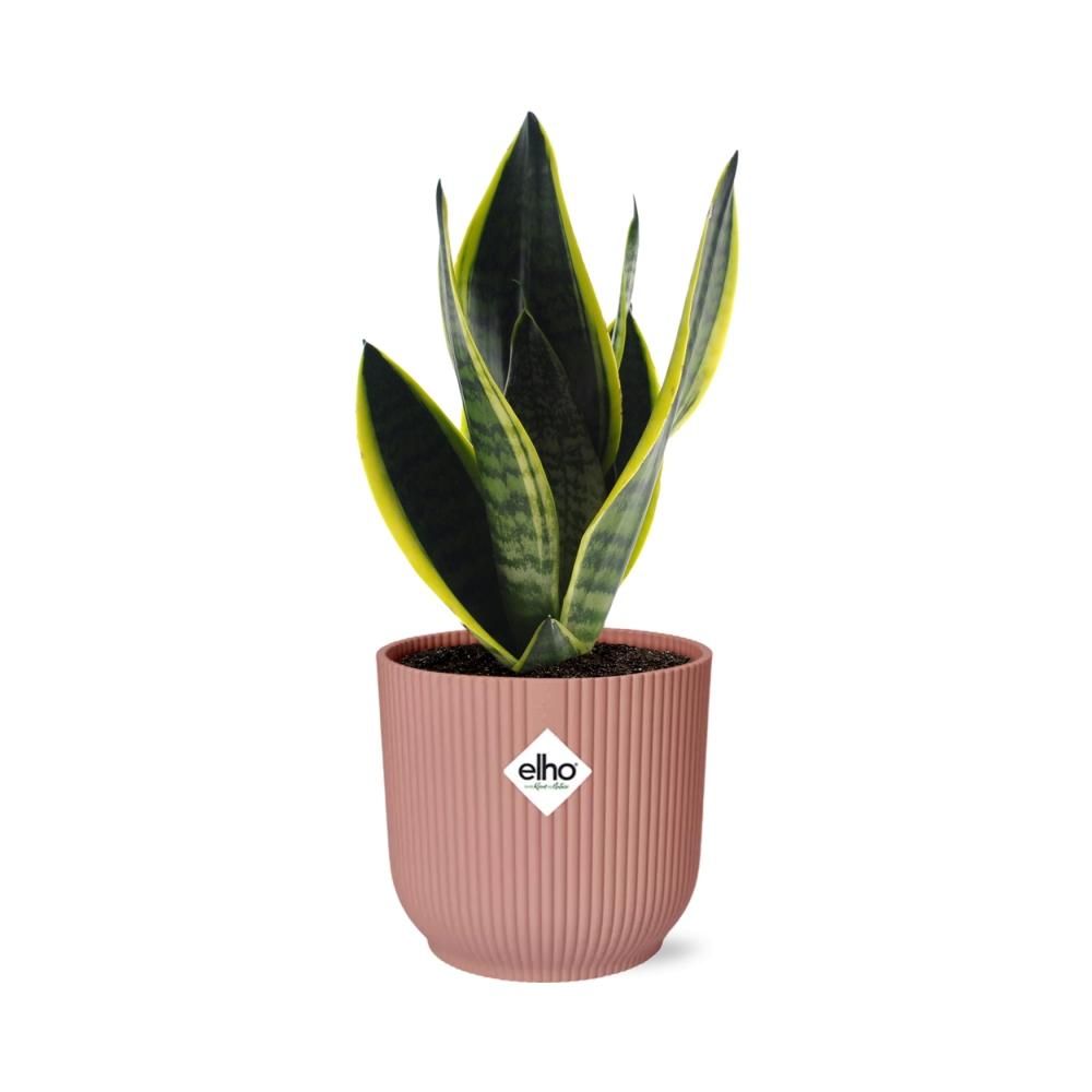 Sansevieria Futura Superba in ELHO Vibes Fold 14cm roze (21802)