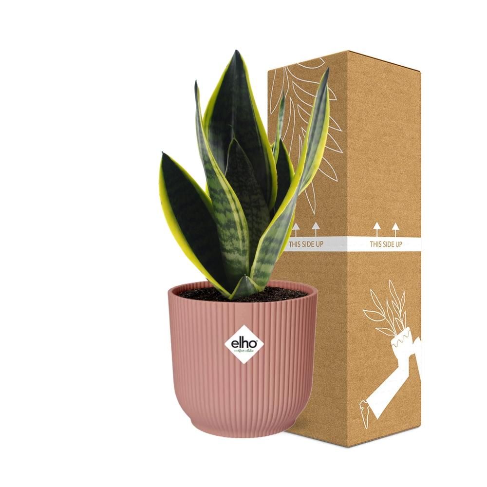 Sansevieria Futura Superba in ELHO Vibes Fold 14cm roze (21802)
