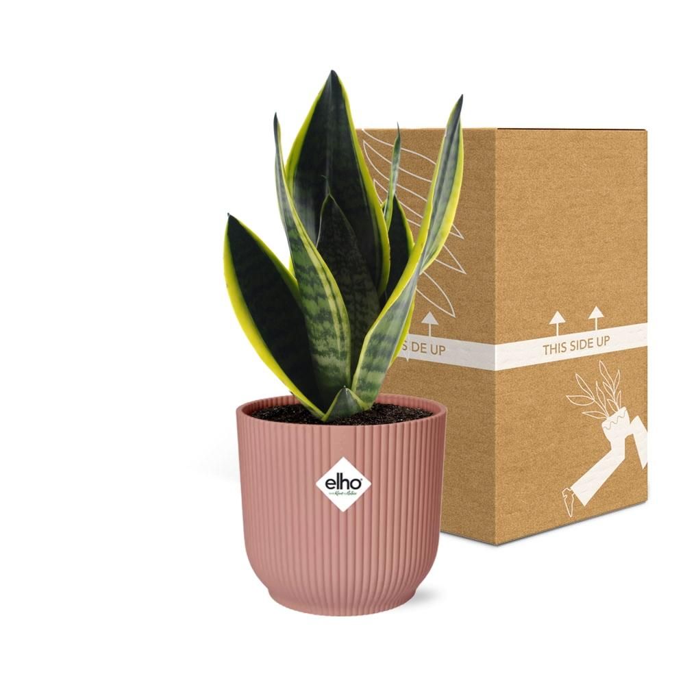 Sansevieria Futura Superba in ELHO Vibes Fold 14cm roze (21802)