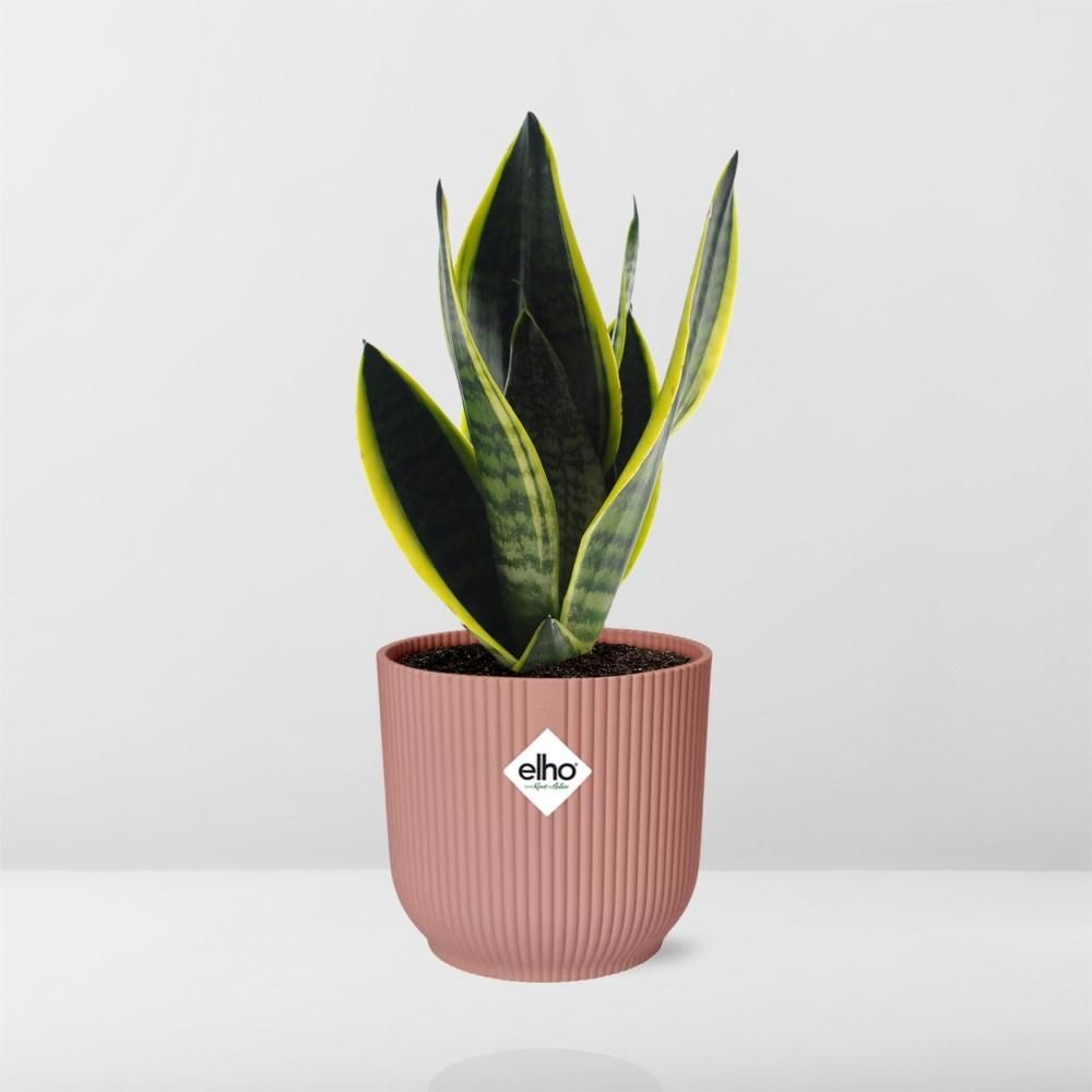 Sansevieria Futura Superba in ELHO Vibes Fold 14cm roze (21802)