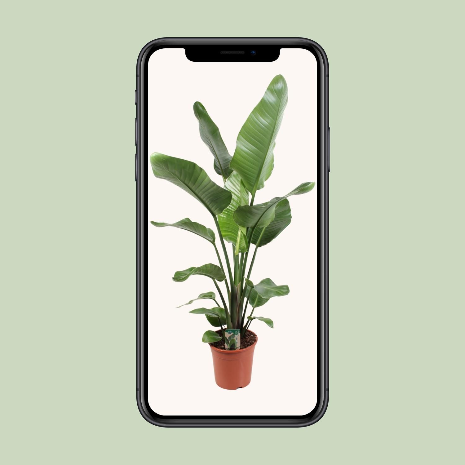 Strelitzia Nicolai 21 Cm (23189)