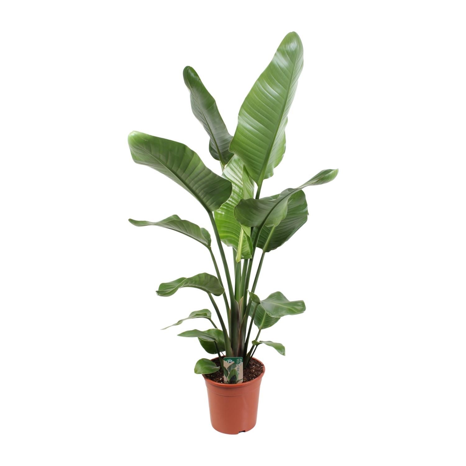 Strelitzia Nicolai 21 Cm (23189)