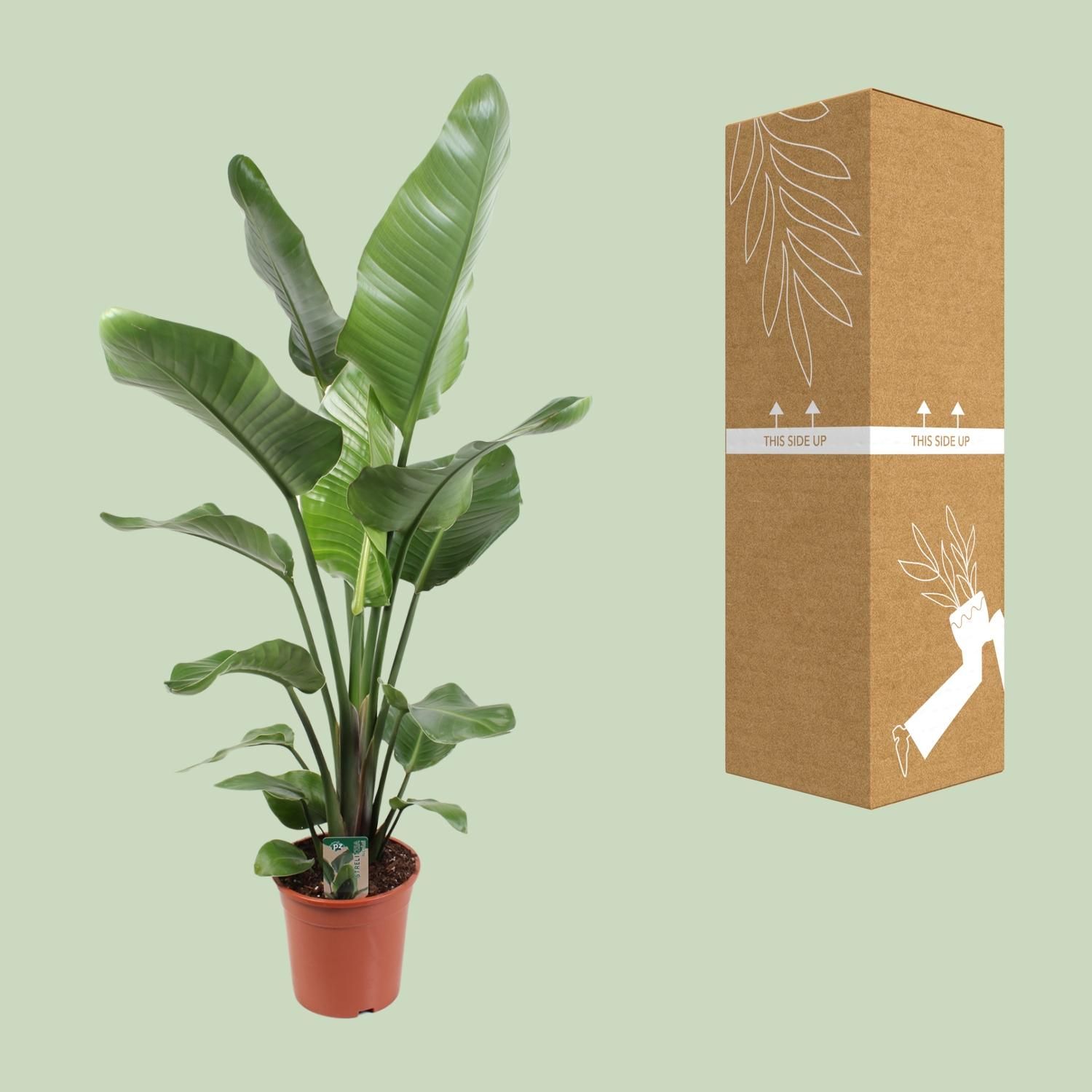 Strelitzia Nicolai 21 Cm (23189)