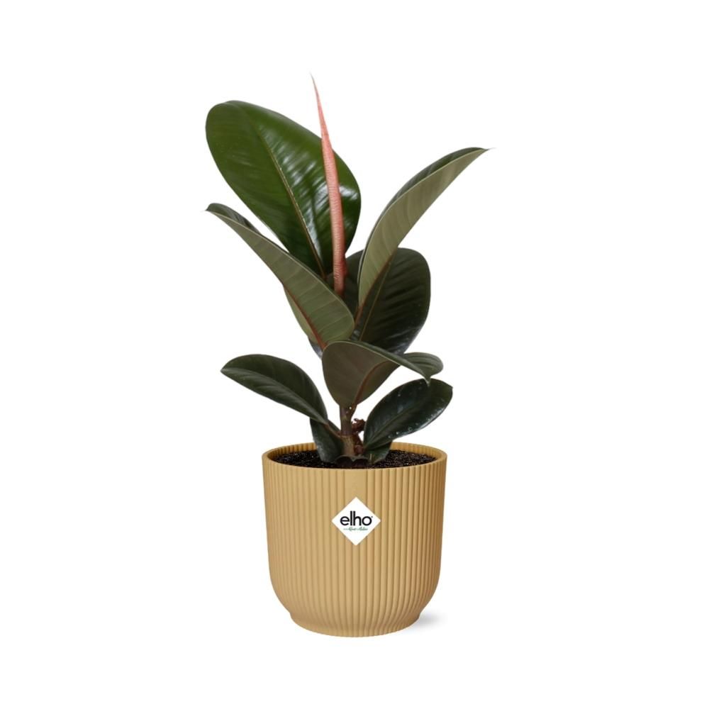 Ficus Elastica ‘Robusta’ in ELHO Vibes Fold 14cm geel (21789)