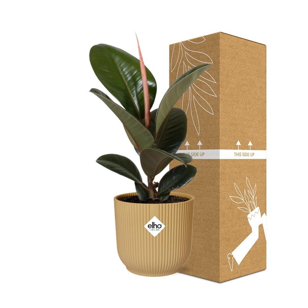 Ficus Elastica ‘Robusta’ in ELHO Vibes Fold 14cm geel (21789)