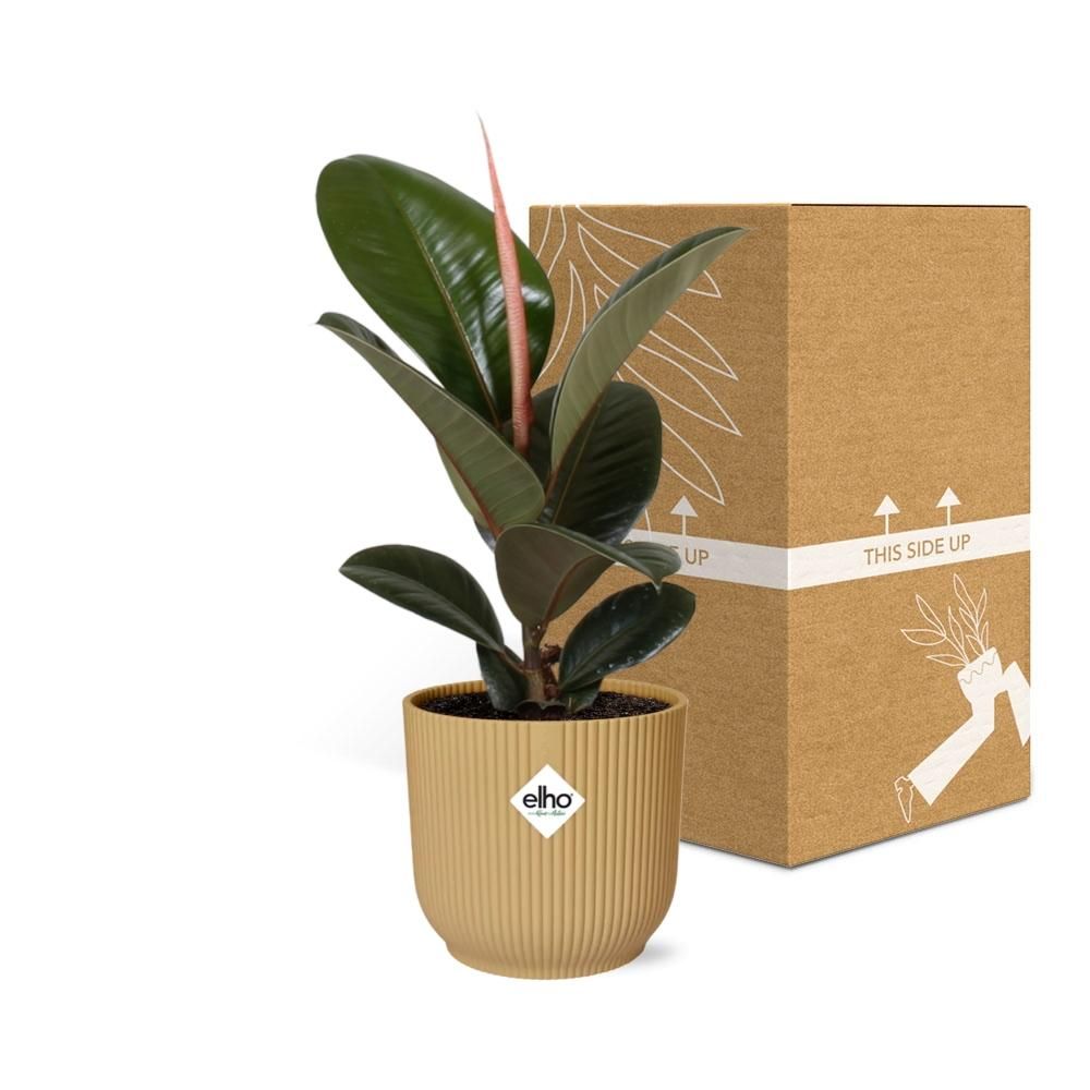 Ficus Elastica ‘Robusta’ in ELHO Vibes Fold 14cm geel (21789)
