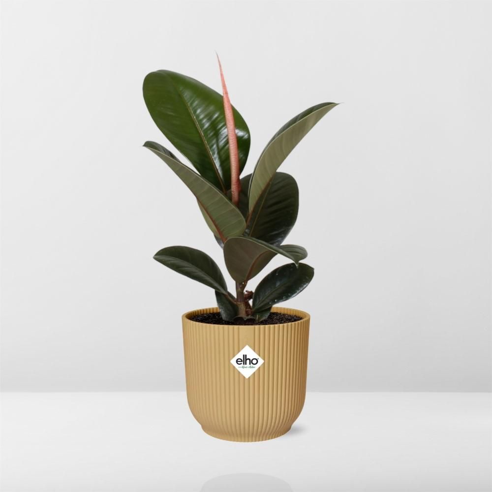 Ficus Elastica ‘Robusta’ in ELHO Vibes Fold 14cm geel (21789)