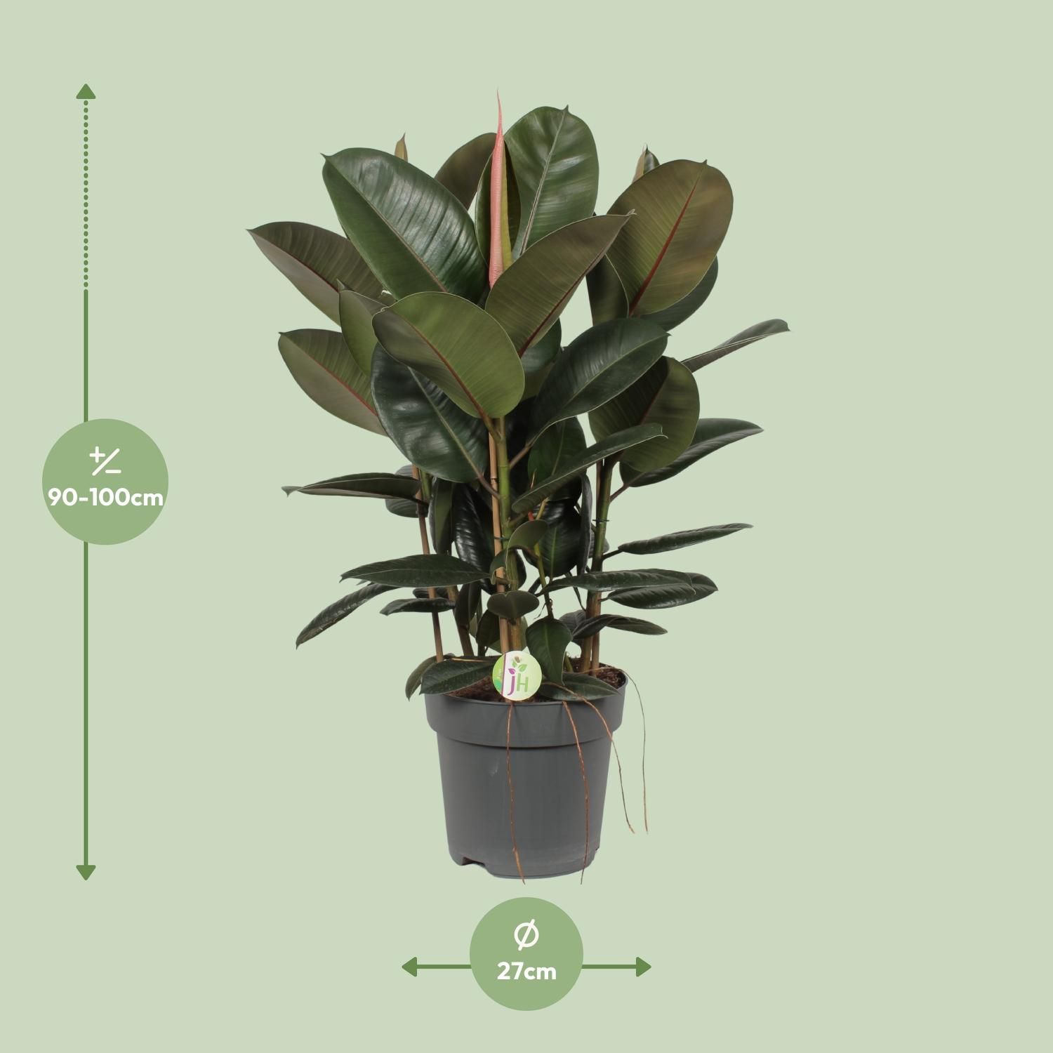 Ficus Robusta (10013)