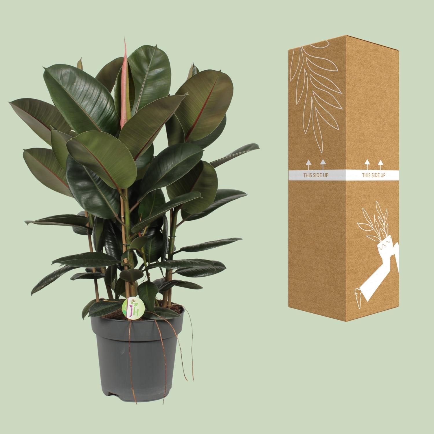 Ficus Robusta (10013)