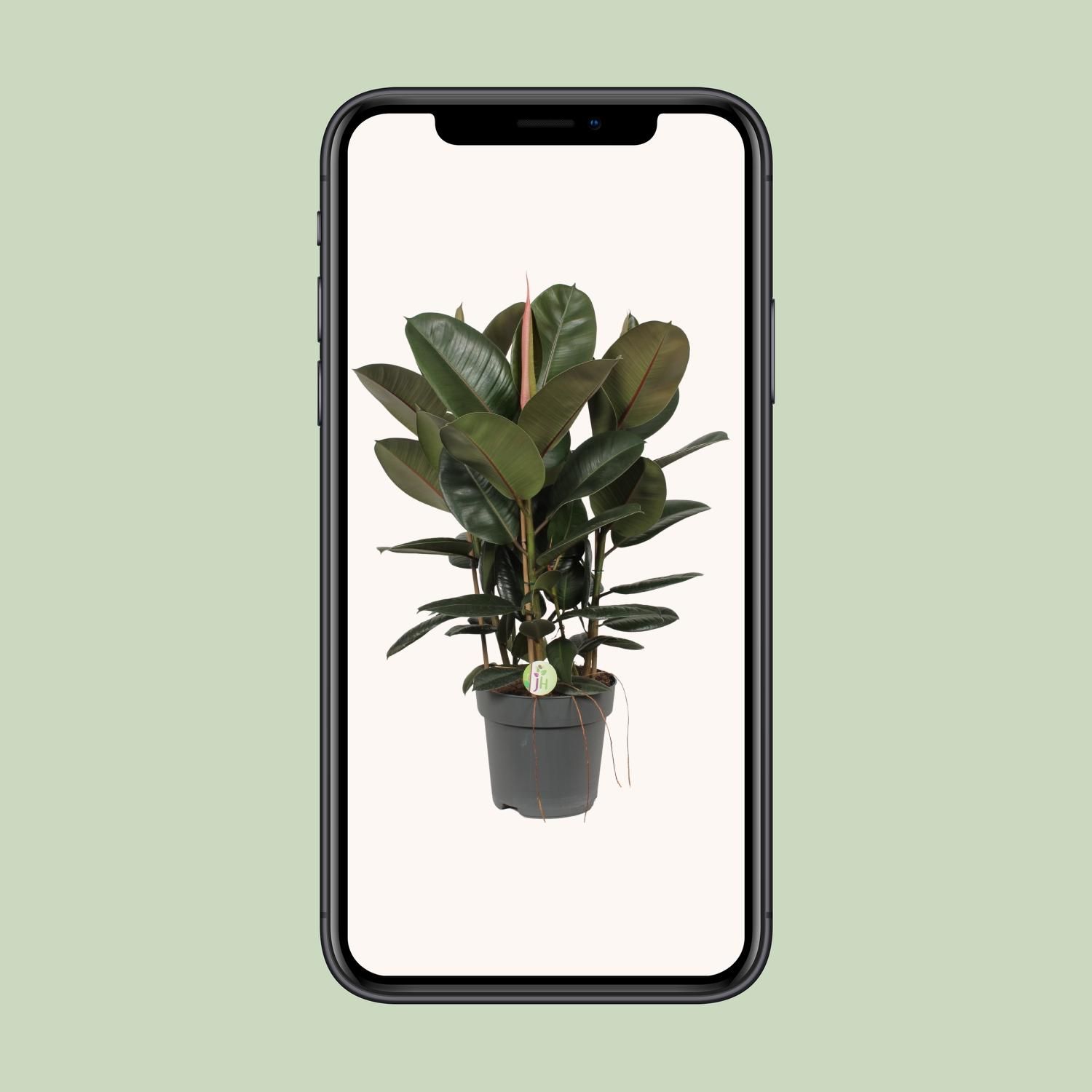 Ficus Robusta (10013)
