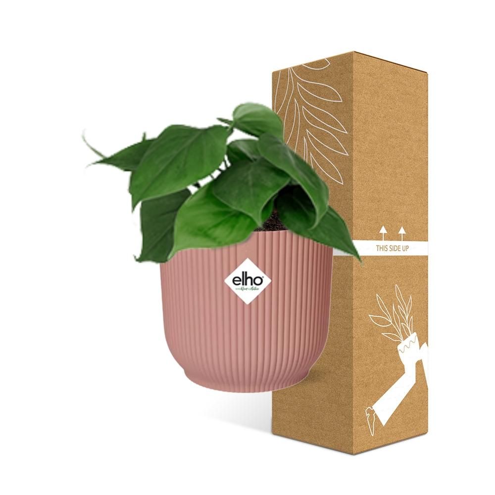 Philodendron Scandens in ELHO Vibes Fold 14cm roze (21720)