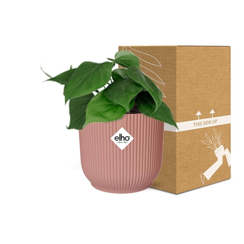 Philodendron Scandens in ELHO Vibes Fold 14cm roze (21720)