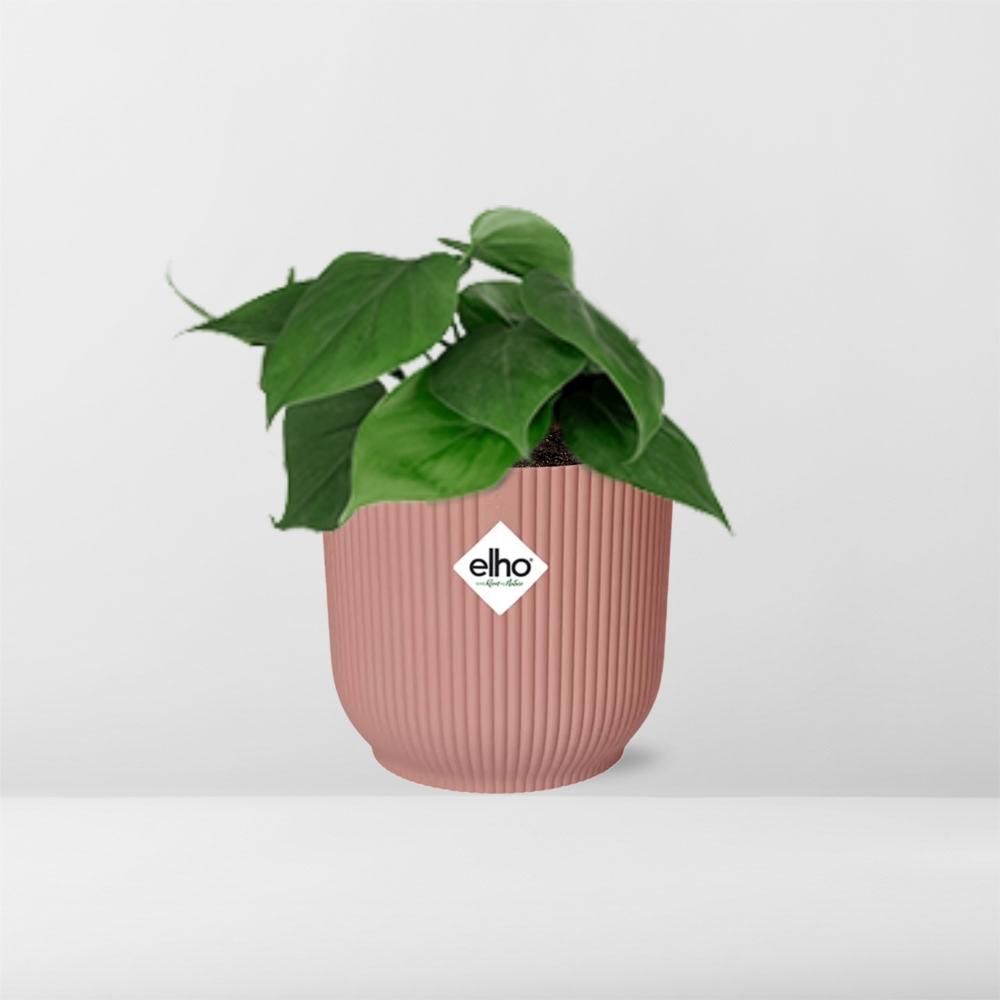 Philodendron Scandens in ELHO Vibes Fold 14cm roze (21720)