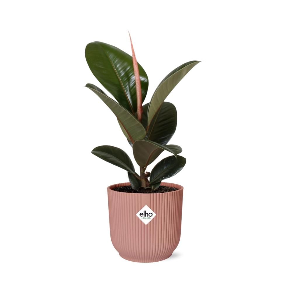 Ficus Elastica ‘Robusta’ in ELHO Vibes Fold 14cm roze (21799)