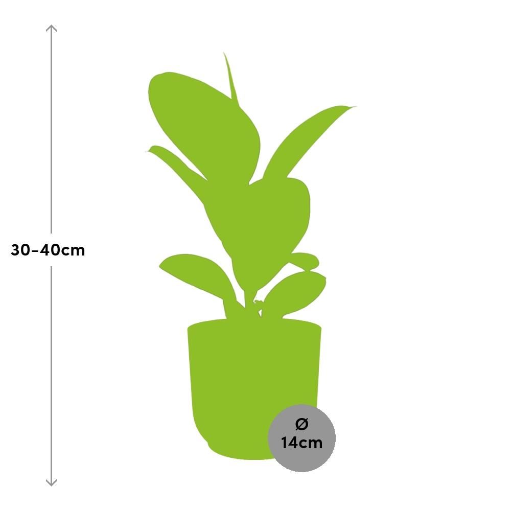 Ficus Elastica ‘Robusta’ in ELHO Vibes Fold 14cm roze (21799)