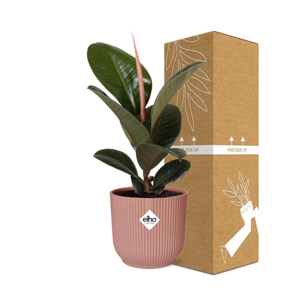 Ficus Elastica ‘Robusta’ in ELHO Vibes Fold 14cm roze (21799)