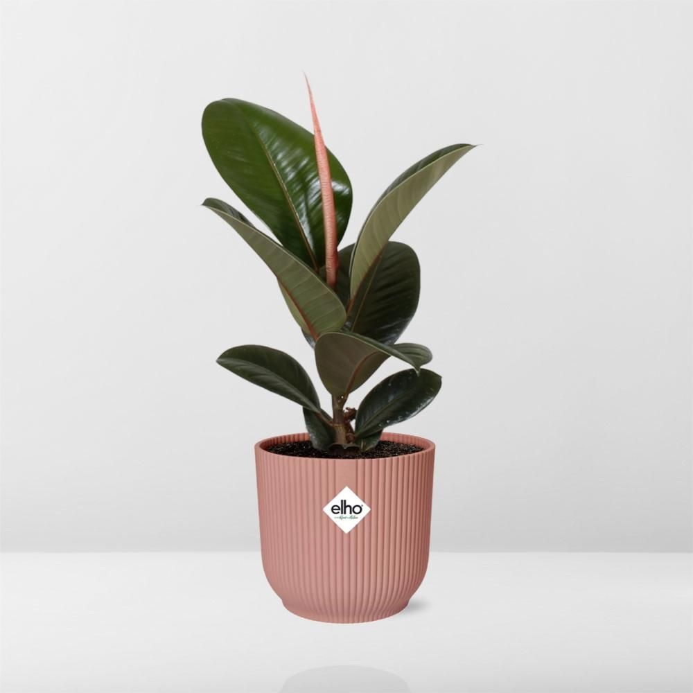 Ficus Elastica ‘Robusta’ in ELHO Vibes Fold 14cm roze (21799)