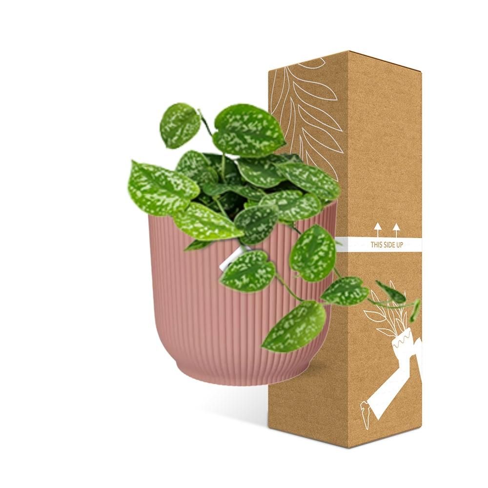 Scindapsus Pictus ‘Argyraeus’ in ELHO Vibes Fold 14cm roze (21718)