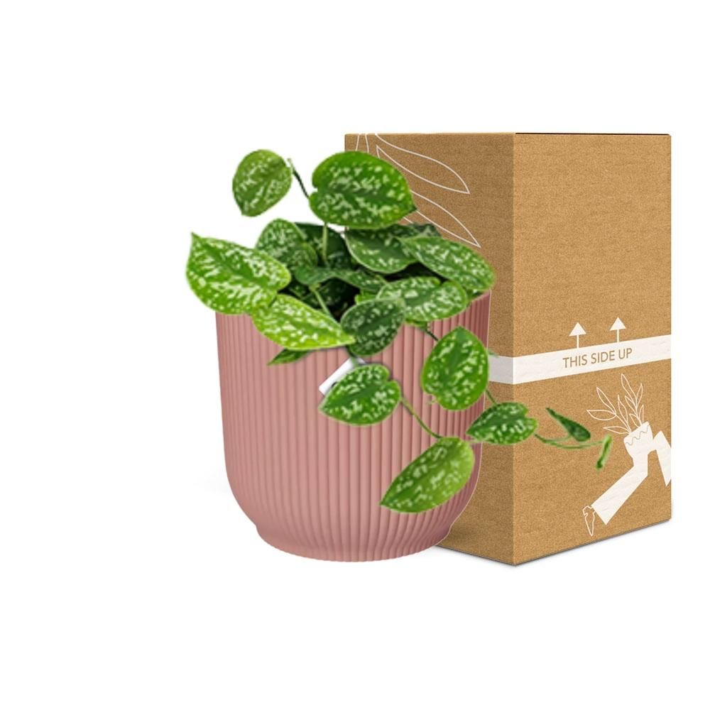 Scindapsus Pictus ‘Argyraeus’ in ELHO Vibes Fold 14cm roze (21718)