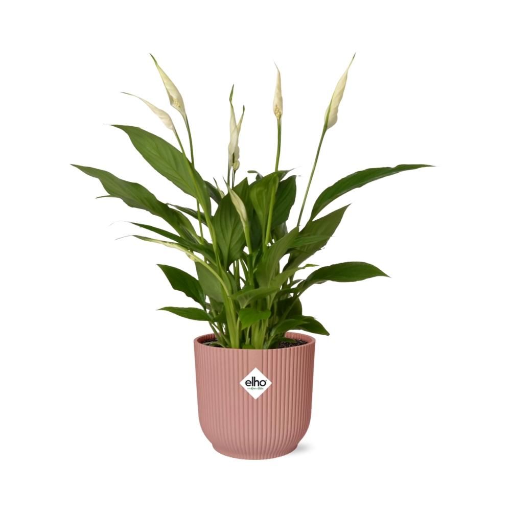 Spathiphyllum 12 Cm Torelli in ELHO Vibes Fold 14cm roze (21724)