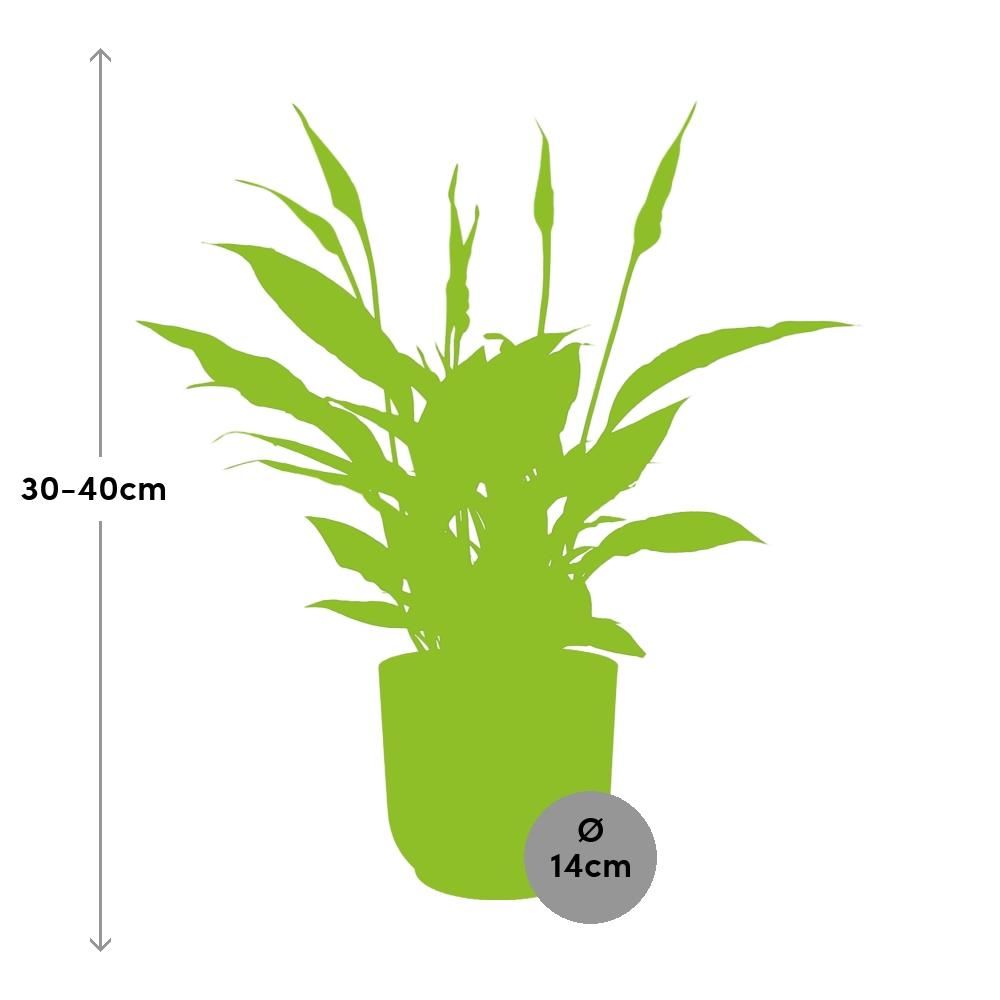 Spathiphyllum 12 Cm Torelli in ELHO Vibes Fold 14cm roze (21724)