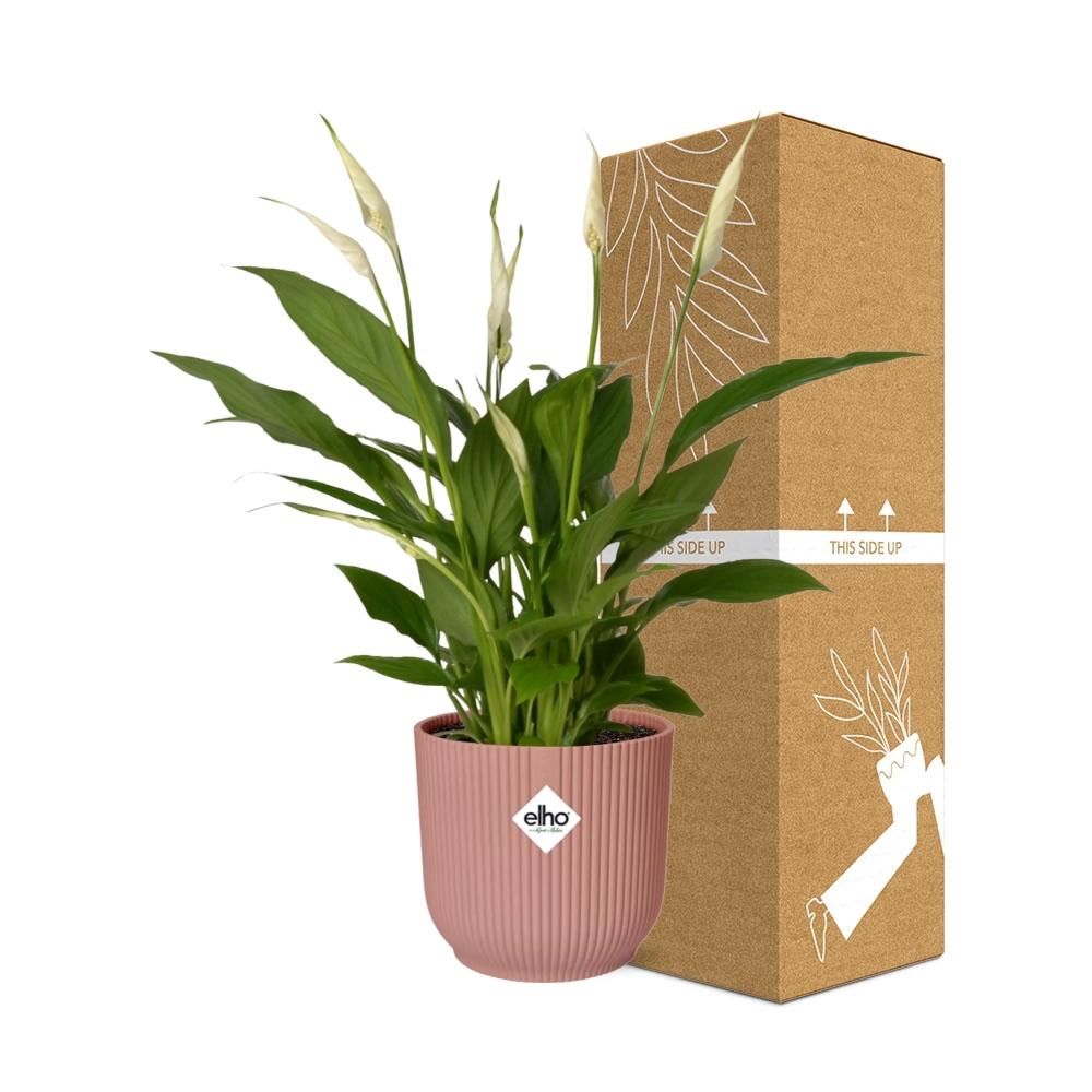Spathiphyllum 12 Cm Torelli in ELHO Vibes Fold 14cm roze (21724)