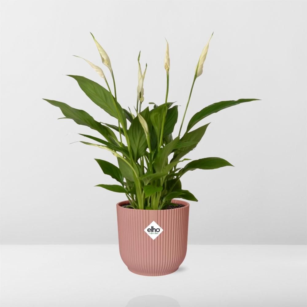 Spathiphyllum 12 Cm Torelli in ELHO Vibes Fold 14cm roze (21724)