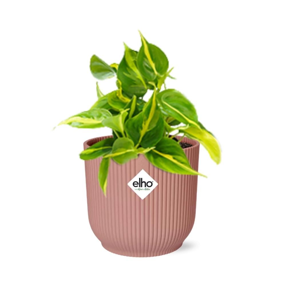 Philodendron Scandens ‘Brasil’ in ELHO Vibes Fold 14cm roze (21721)