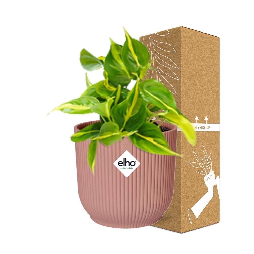 Philodendron Scandens ‘Brasil’ in ELHO Vibes Fold 14cm roze (21721)