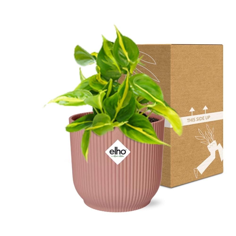 Philodendron Scandens ‘Brasil’ in ELHO Vibes Fold 14cm roze (21721)