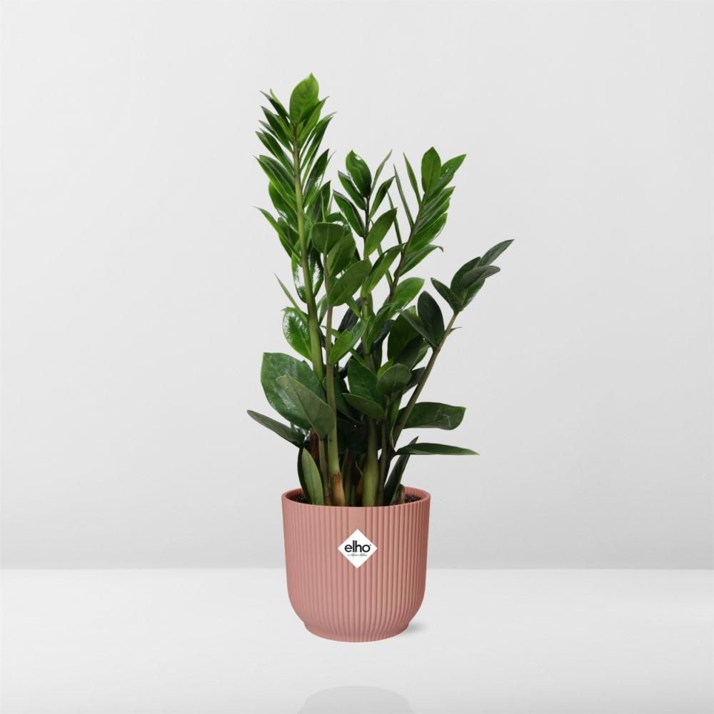 Zamioculcas – Hoogte 45-50 in ELHO Vibes Fold 14cm roze (21736)