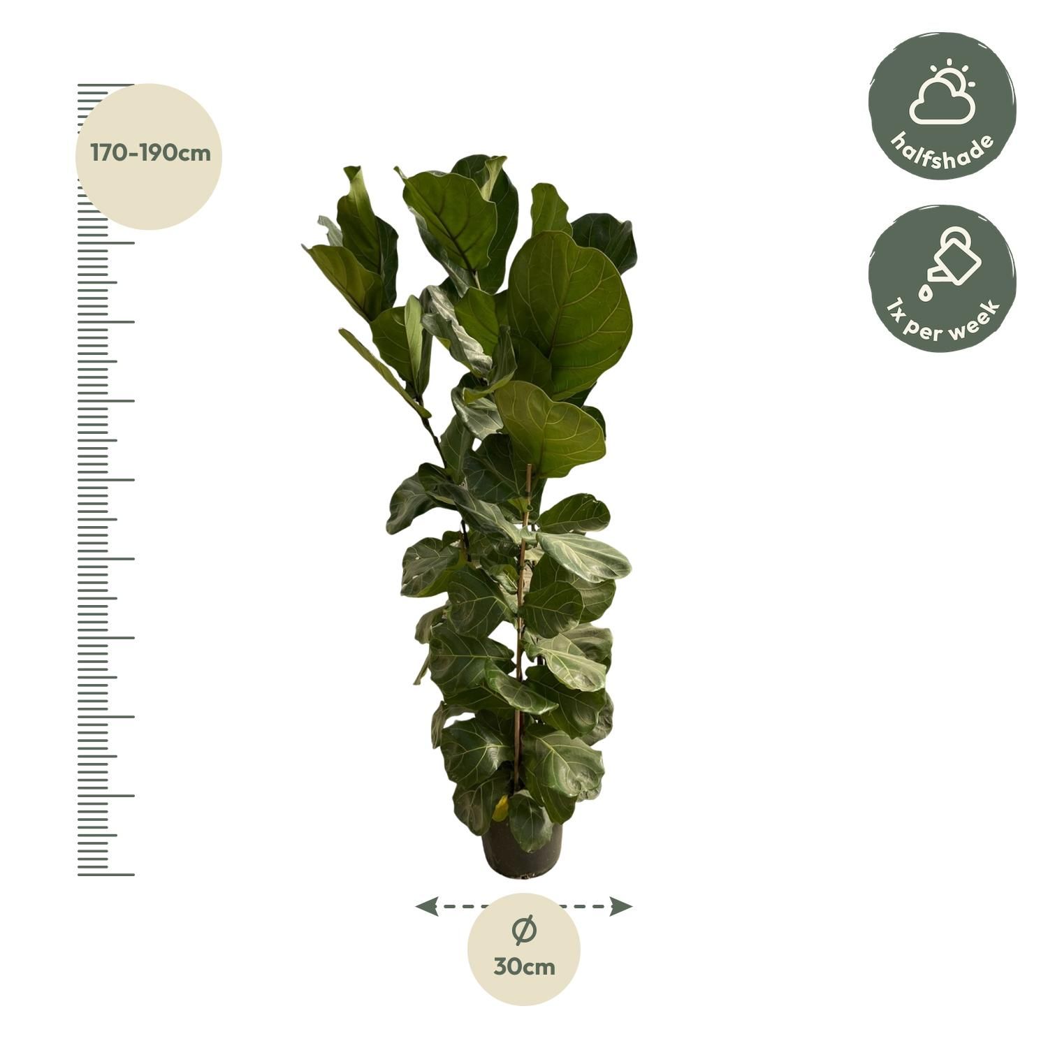 Ficus Lyrata struik - 180 cm - Ø35 (8721081600812)