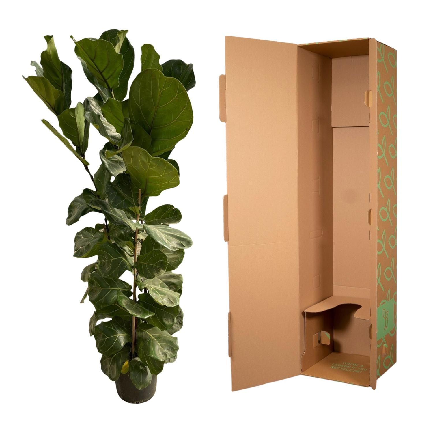 Ficus Lyrata struik - 180 cm - Ø35 (8721081600812)