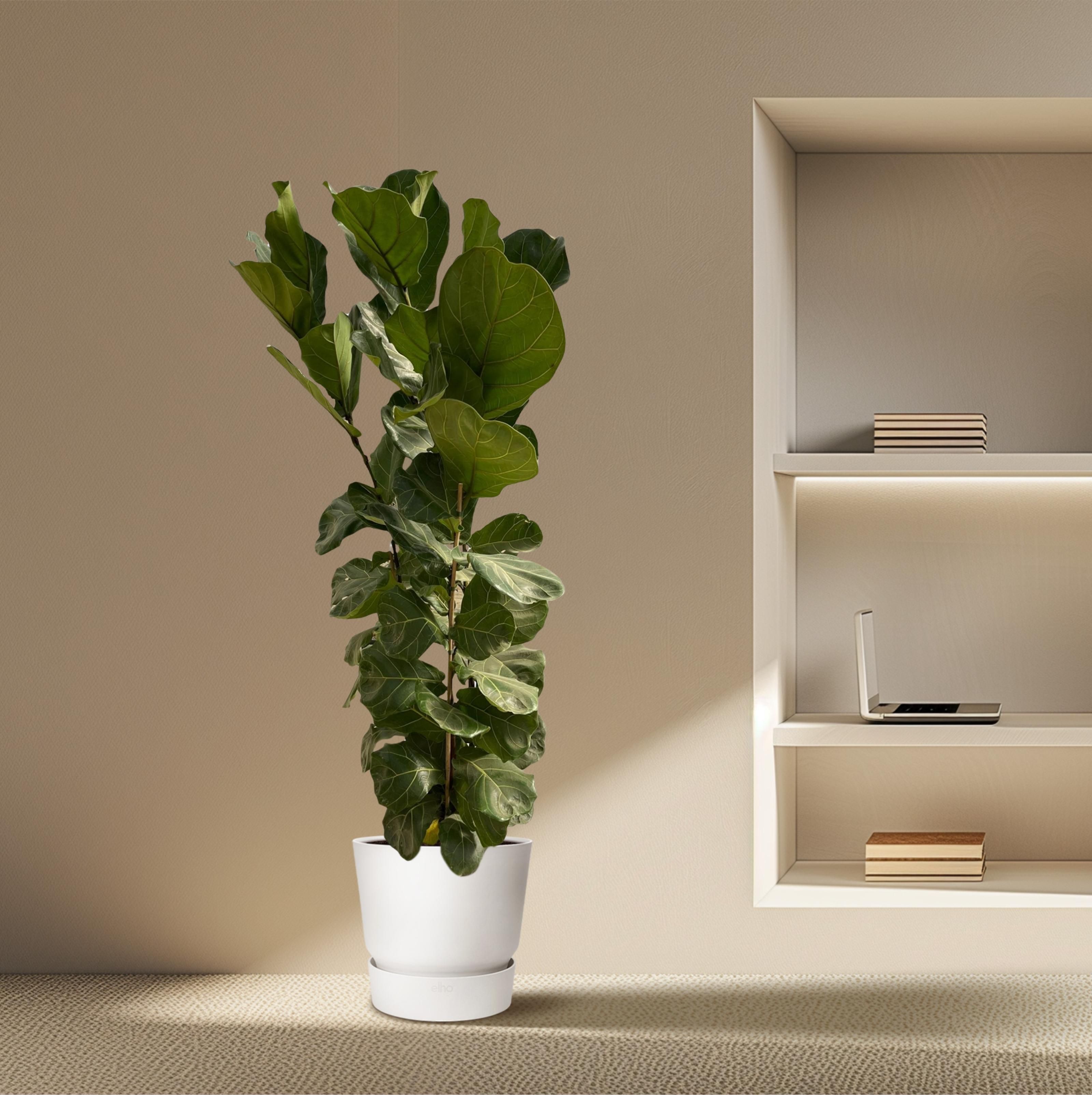 Ficus Lyrata struik - 180 cm - Ø35 (8721081600812)