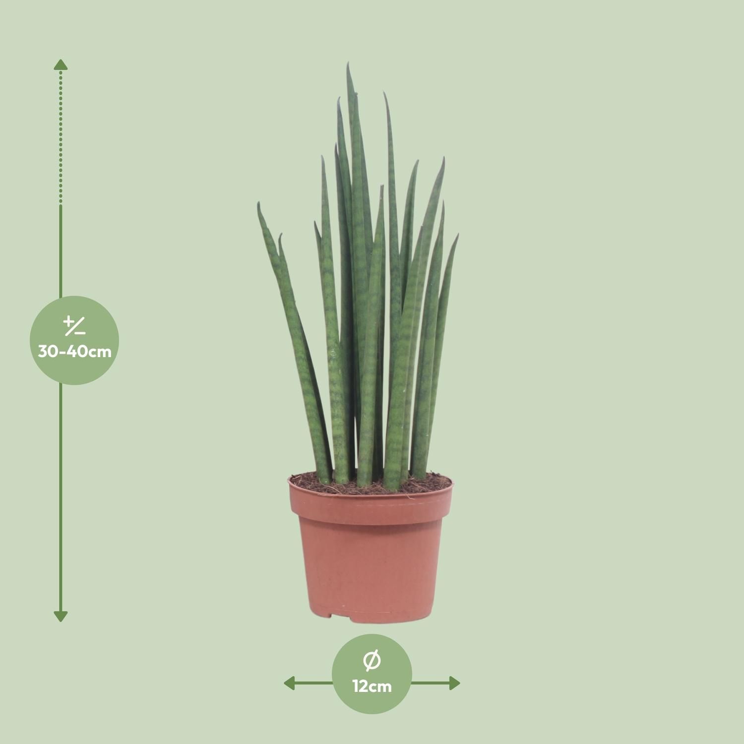 Sansevieria Mikado (10063)
