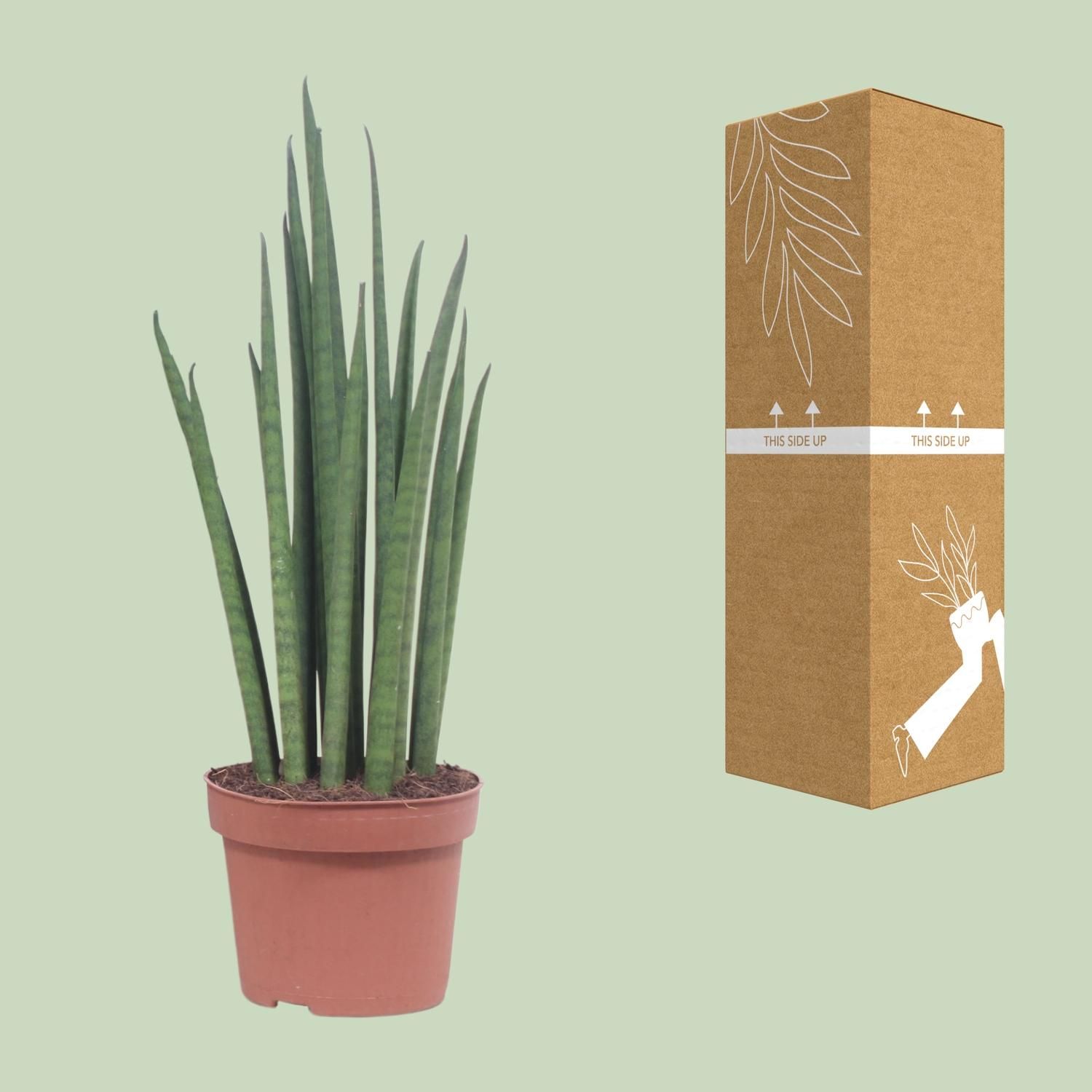 Sansevieria Mikado (10063)