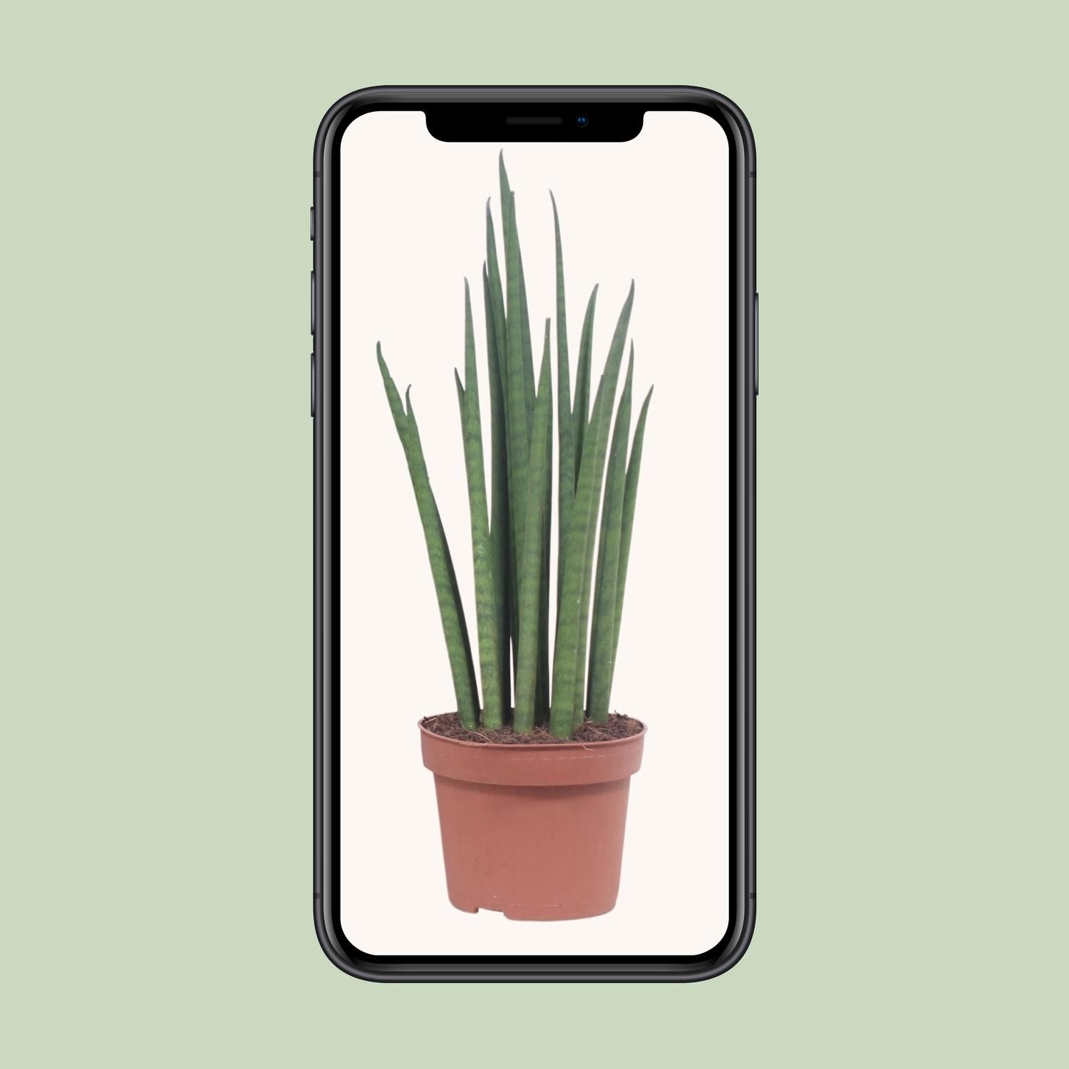 Sansevieria Mikado (10063)