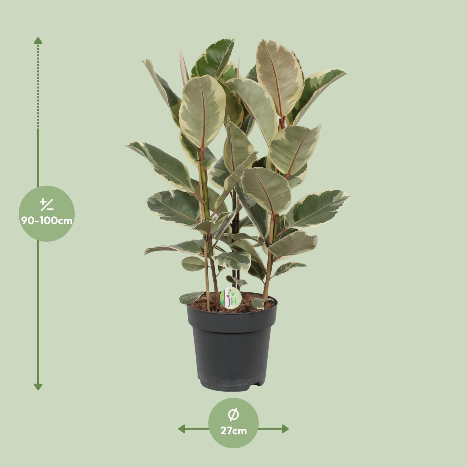 Ficus Tineke (10043)