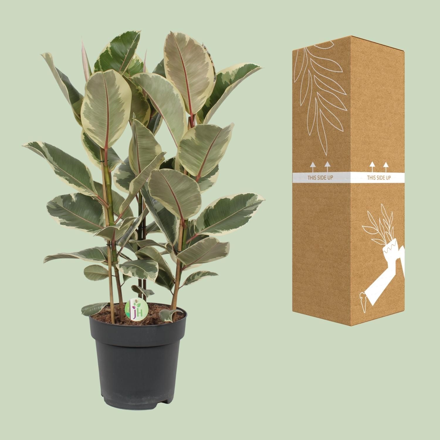 Ficus Tineke (10043)